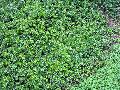 Kinnikinnick / Arctostaphylos uva-ursi